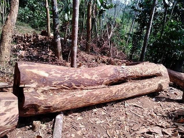 Muttil tree-felling case: Forest Department files revised charge sheet