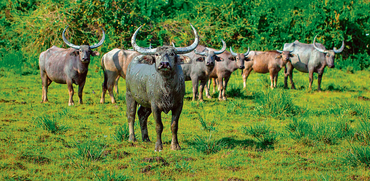 Forest Square Overlay Chhattisgarh’s Indravati Tiger Reserve to reopen for safaris after four ...