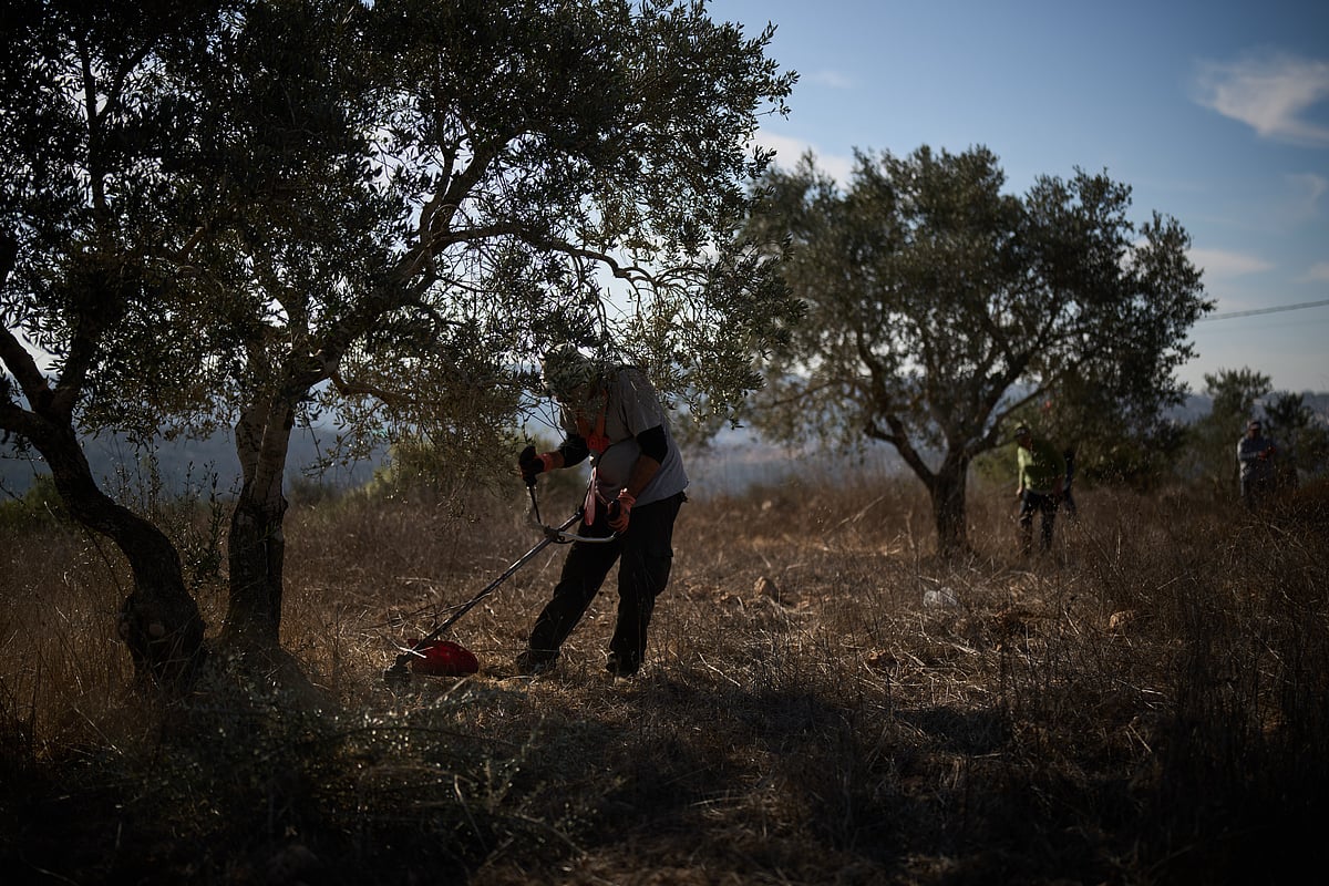 Israeli forces help settlers seize West Bank olive groves, say witnesses