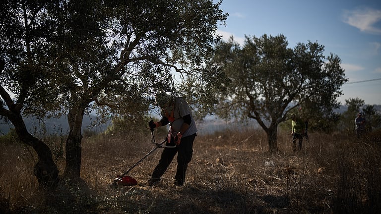 Israeli forces help settlers seize West Bank olive groves, say witnesses