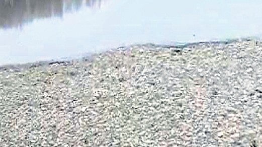 Thousands of fish found dead in Doddagubbi Lake in eastern Bengaluru