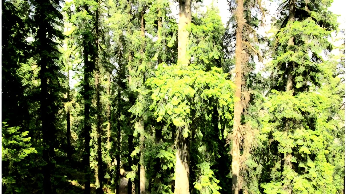 Writing Express Tree Himalaya’s ‘tree of knowledge’ is failing to regenerate, study warns