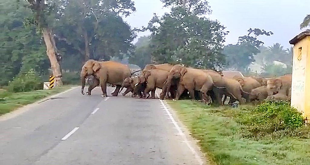 NHAI spends Rs 19,700 crore on wildlife mitigation measures in five years