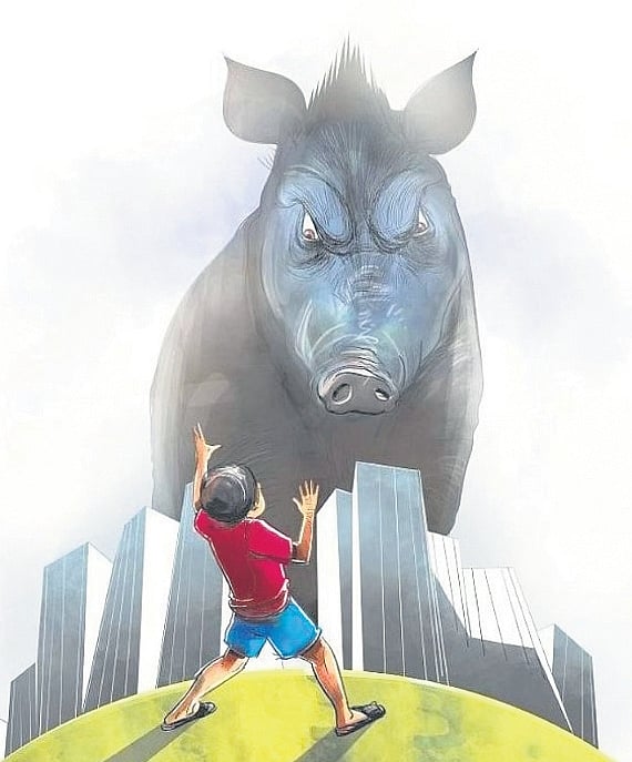 Wild boar menace across Kozhikode city sparks concerns