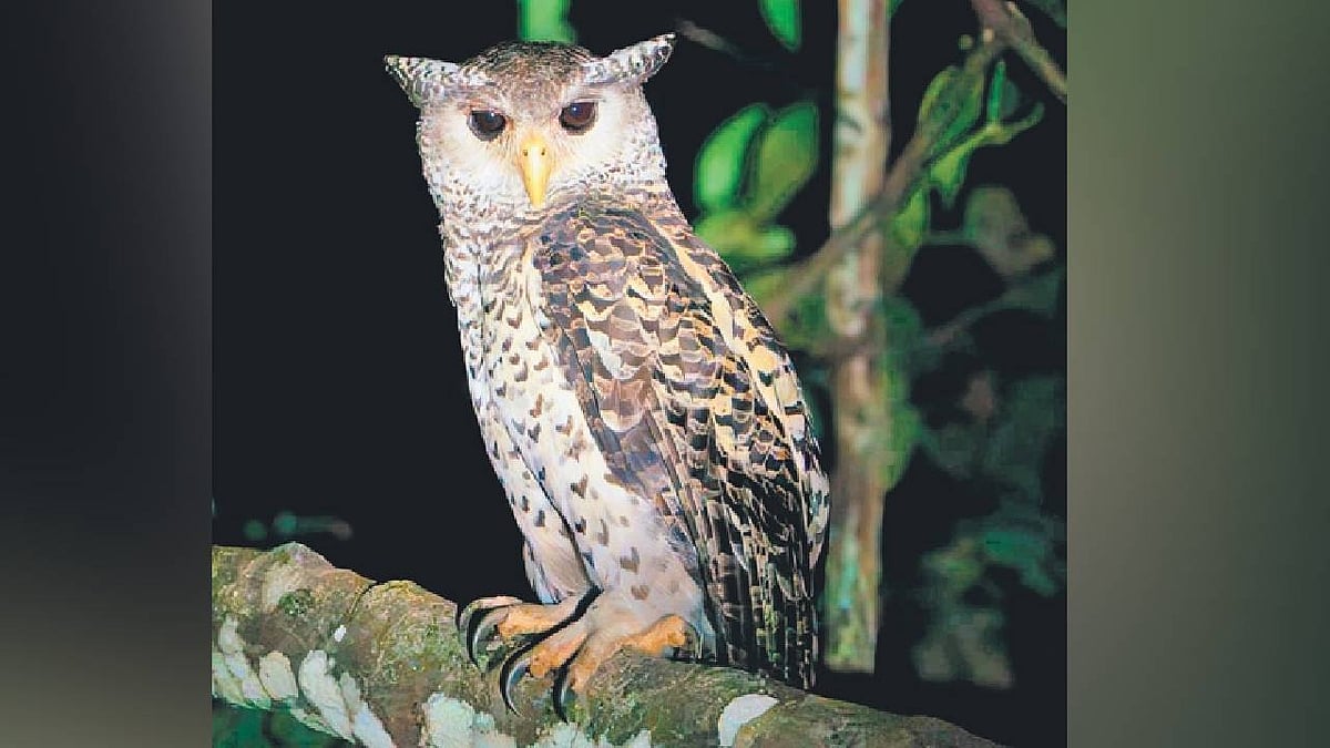 Rare spot-bellied eagle-owl found in Kozhikode