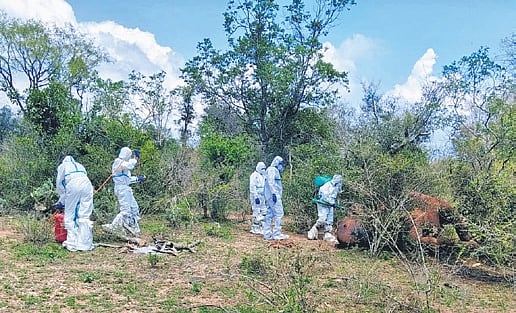 Coimbatore jumbo died due to anthrax, confirms lab report; forest ...