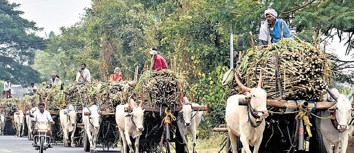Govt: No diversion of sugar for ethanol fuel blending