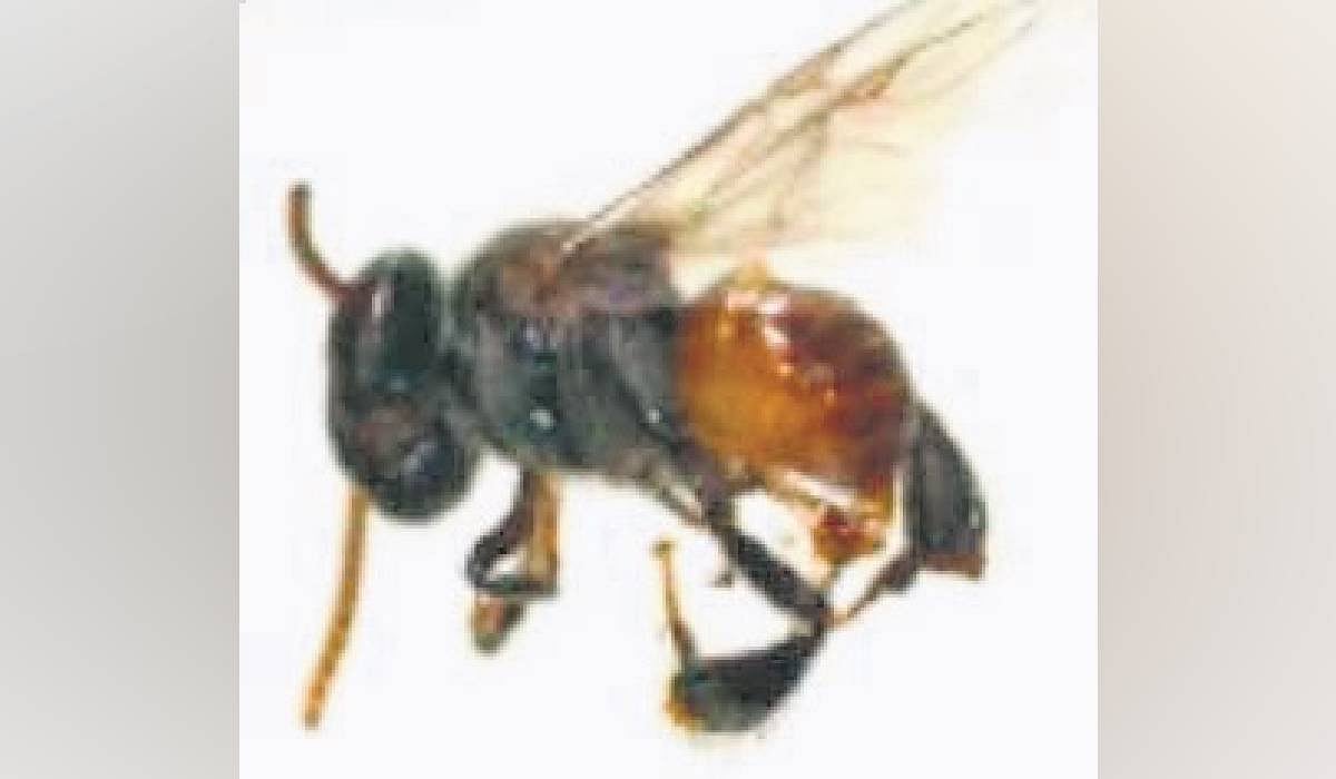 Study identifies two stingless bee species in five AP districts ...