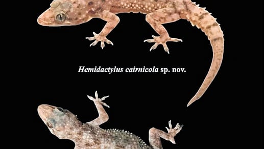 Two new gecko species add to Telangana’s reptile riches