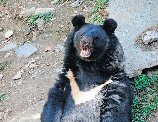 Wildlife body to conduct bear census, focus on habitat shift, human ...