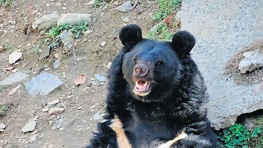 Wildlife body to conduct bear census, focus on habitat shift, human ...