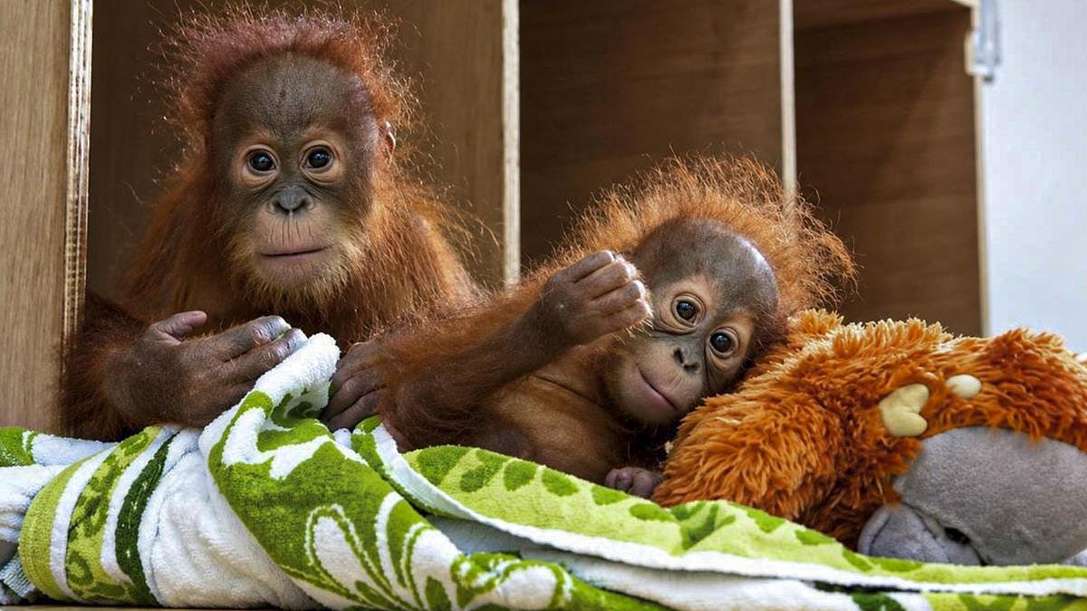 Baby Sumatran orangutan returns home from India, five more await ...