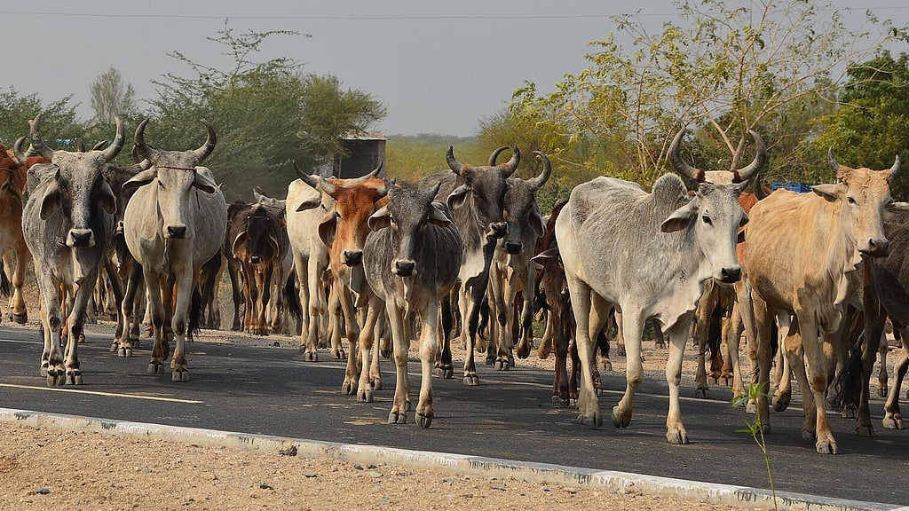 Conservation effort: Centre notifies 16 new breeds of cattle, goats ...