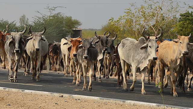Conservation effort: Centre notifies 16 new breeds of cattle, goats ...