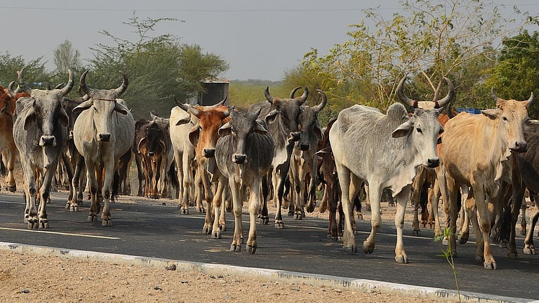 Conservation effort: Centre notifies 16 new breeds of cattle, goats ...