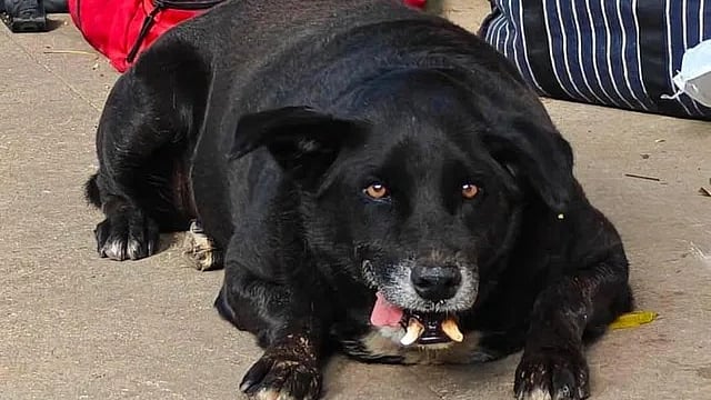 Big Fat Vote: Bengaluru Crowns Goofy as Chonkiest Dog in Viral Fat Dogs ...