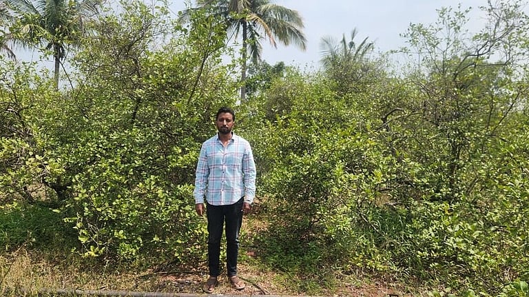 Farmers jittery as drought, power cuts squeeze life out of lemons in ...