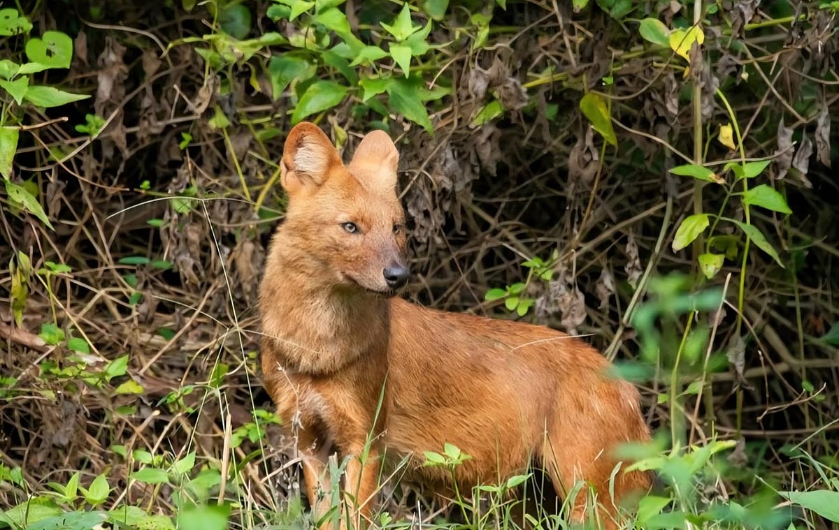 Dhole may have disappeared from Uttarakhand forests, experts warn