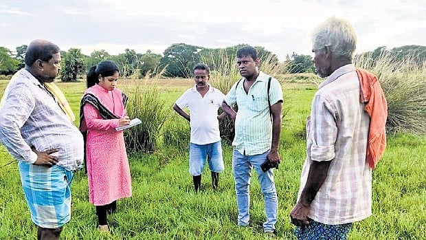 Swarming caterpillar pests affect black gram crops in Andhra's ...