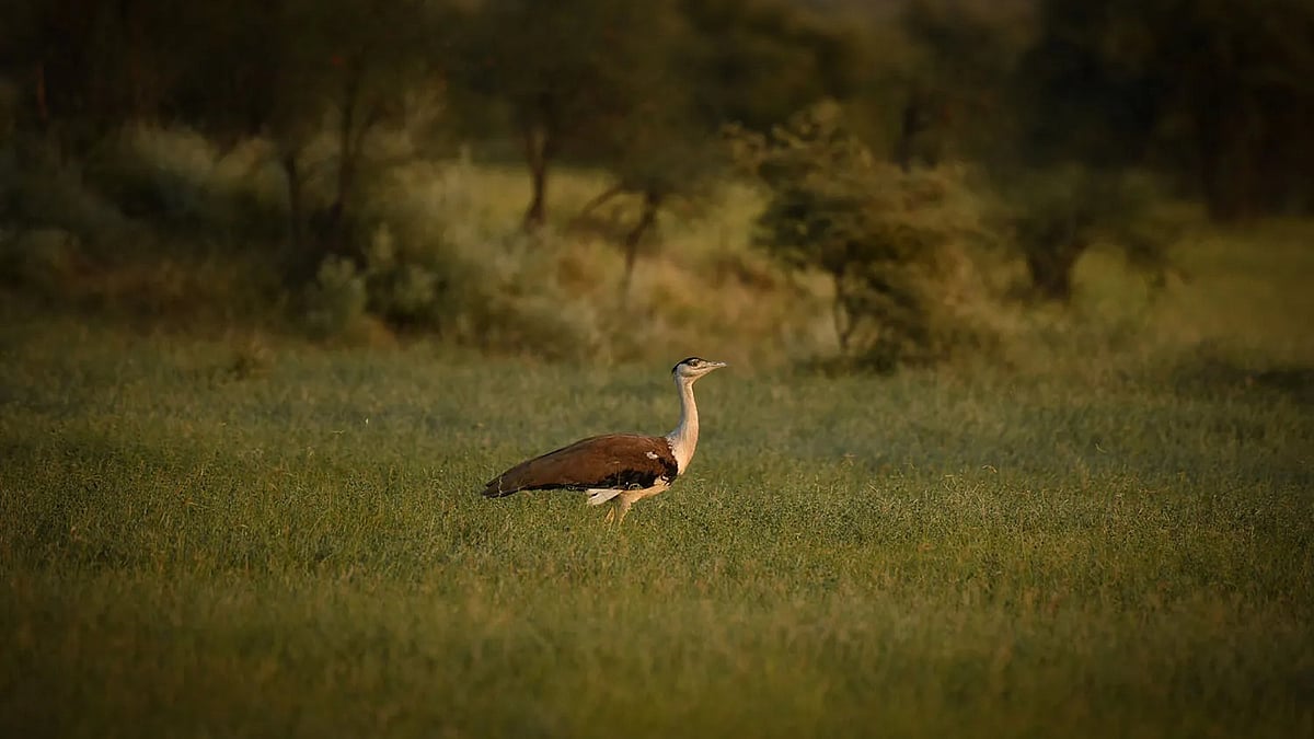 At last count, there were only 150 surviving Great Indian Bustards, most of them in Rajasthan. 