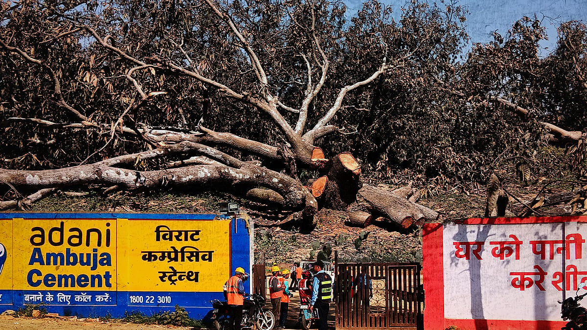 This is a composite of two photographs: the gate outside Adani Power’s Pirpainti project and the mango trees cut down 