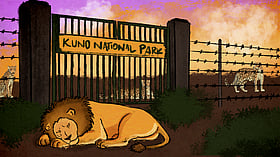 Cheetahs in Kuno, lions in waiting: Inside India’s most contested conservation project