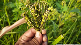 How deficient rainfall is affecting ragi farmers in Karnataka’s Mandya