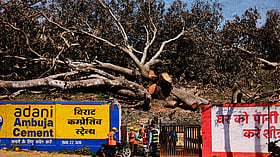 ‘Today I only see denuded land’: Mango orchards give way to Adani’s power plant