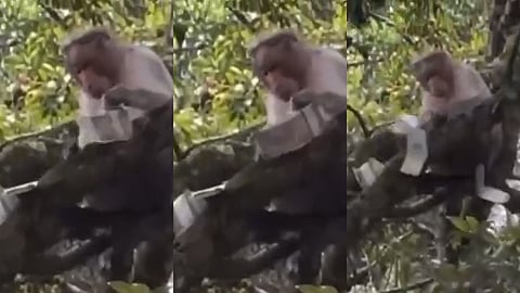 Viral Video of a monkey makes 500 Rs notes fly from a tree