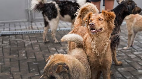 Stray dogs