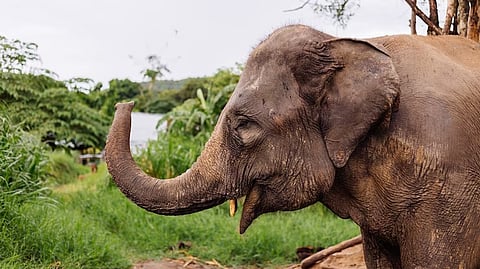 Wild Elephant