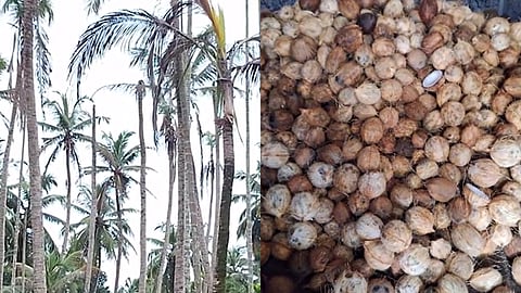 Coconut price