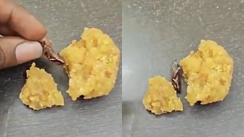 പ്രസാദമായി ലഭിച്ച ലഡുവിൽ കണ്ടെത്തിയ പാറ്റ