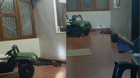 King cobra caught from toy Kannur