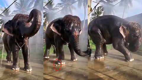 elephant frightened video, elephant cute video