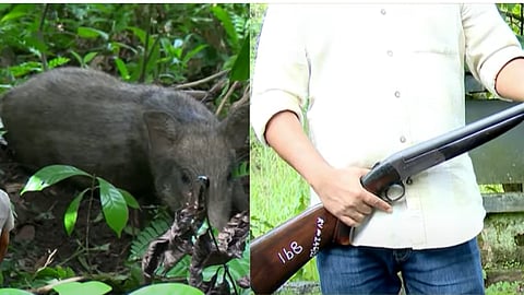 Wild boars continue to plague the high range area of ​​Idukki Panchayats are unable to find shooters