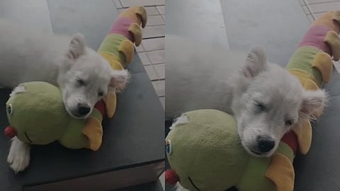 dog