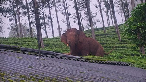 കാട്ടാന ആക്രമണം