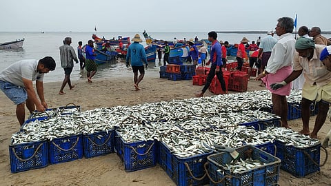 Sardine