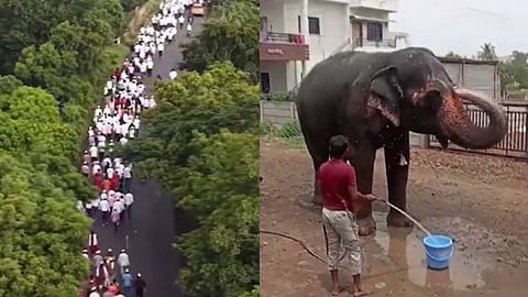 madhuri elephant