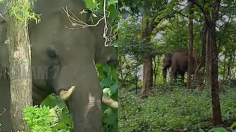 പിടി 5