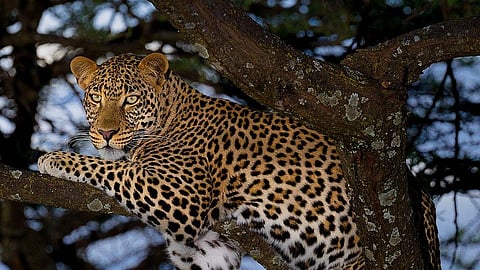 Leopard