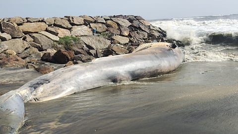 whale carcass
