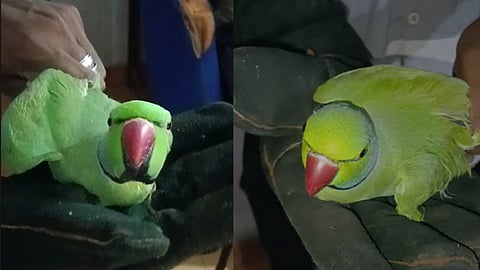 Parrots