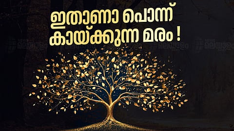 പ്രതീകാത്മക ചിത്രം 