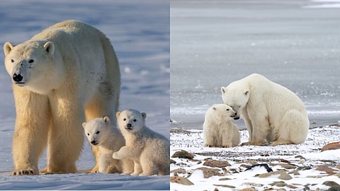 Polar bear