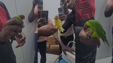 നെടുമ്പാശേരി വഴിയുള്ള പക്ഷിക്കടത്ത്: പിടിയിലായത് സംഘത്തിലെ പ്രധാന കണ്ണികള്‍; പക്ഷികളെ തായ്‌ലാന്‍ഡിലേക്ക് തിരികെ അയക്കും