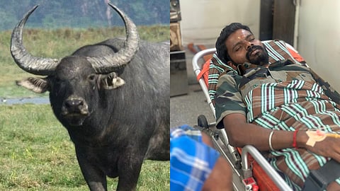 മറയൂരിൽ കാട്ടുപോത്തിൻ്റെ ആക്രമണം; വനം വകുപ്പ് താത്കാലിക വാച്ചർക്ക് പരിക്ക്