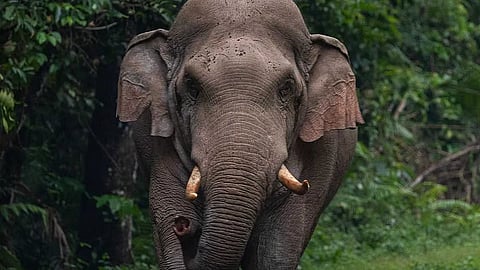 elephant attack