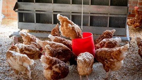 hen